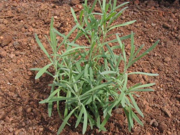 lavender is a popular herb lavender is a popular herb