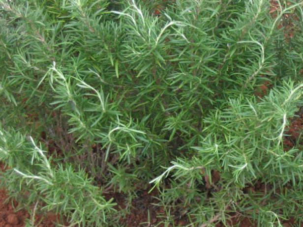 rosemary is woody perennial with strong flavor rosemary is woody perennial with strong flavor