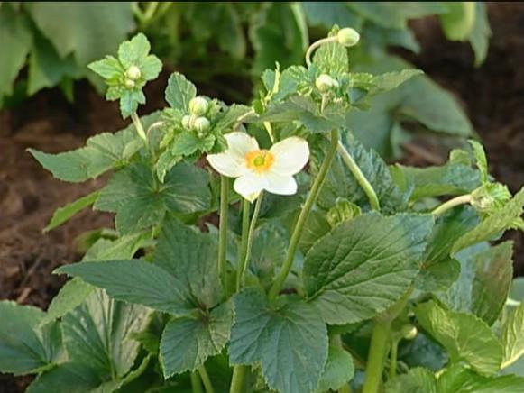 japanese anemone noted for semi double pink flower japanese anemone noted for semi double pink flower
