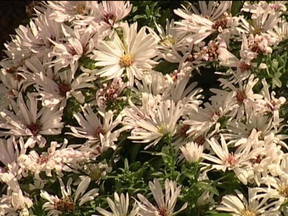 melody aster is native, fall blooming perennial melody aster is native, fall blooming perennial