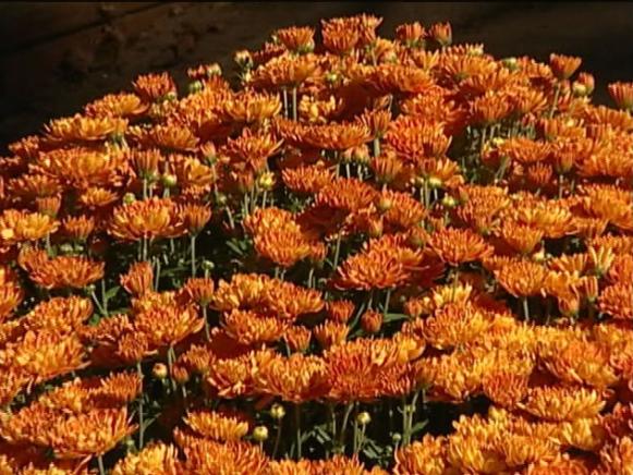 jennifer garden mum grown as fall blooming annual jennifer garden mum grown as fall blooming annual