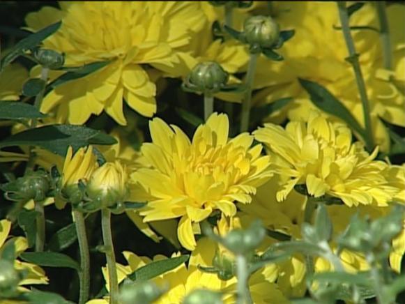 sunny gretchen garden mum is early fall bloomer sunny gretchen garden mum is early fall bloomer