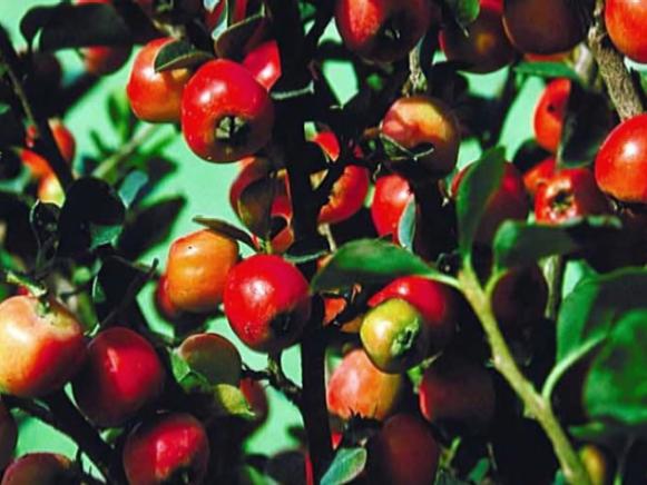 cranberry cotoneaster has red fruit in fall cranberry cotoneaster has red fruit in fall