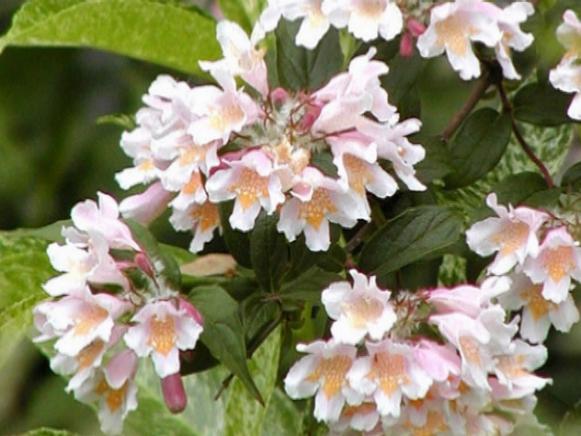 beautybush has pale pink flowers in early summer beautybush has pale pink flowers in early summer