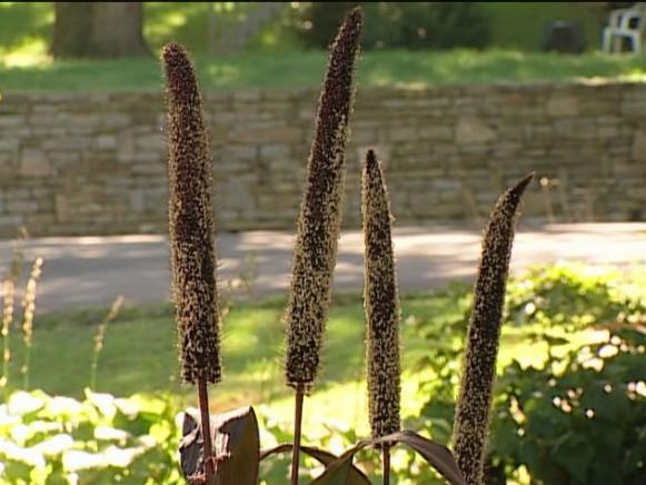 ornamental purple millet is an ornamental gras ornamental purple millet is an ornamental gras