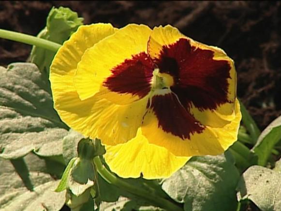 pansy is often grown as winter annual pansy is often grown as winter annual