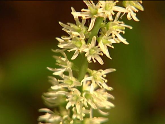 henrys garnet virginia sweetspire is showy henrys garnet virginia sweetspire is showy