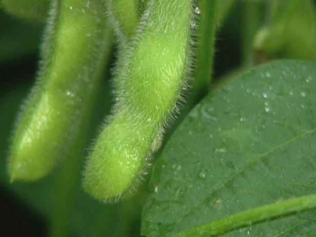 How-To Grow Edamame How-To Grow Edamame