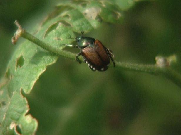 Watch for Beetles that Eat Edamame Leaf Watch for Beetles that Eat Edamame Leaf