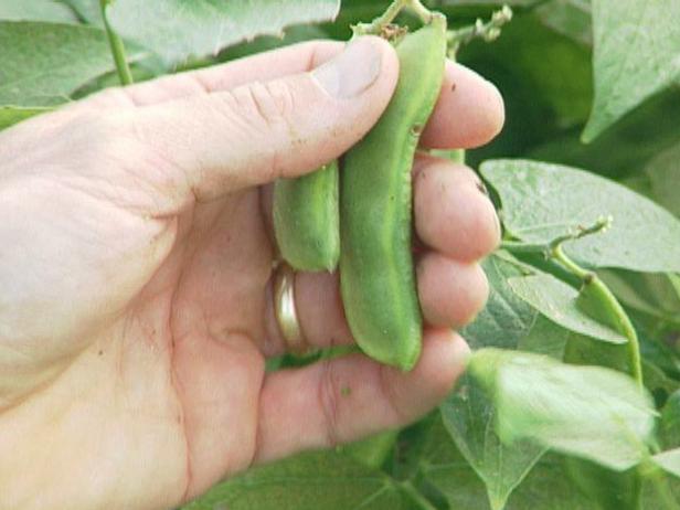 Harvest Edamame at Their Peak Harvest Edamame at Their Peak