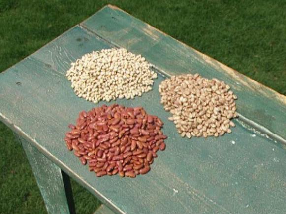 dried beans are really just dry seeds dried beans are really just dry seeds