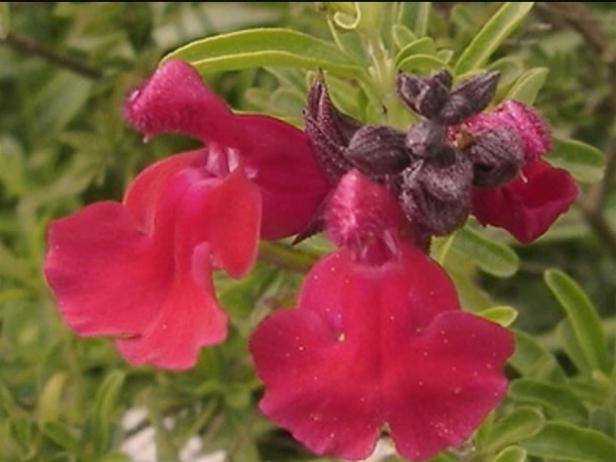autumn sage has trumpet shaped flowers autumn sage has trumpet shaped flowers