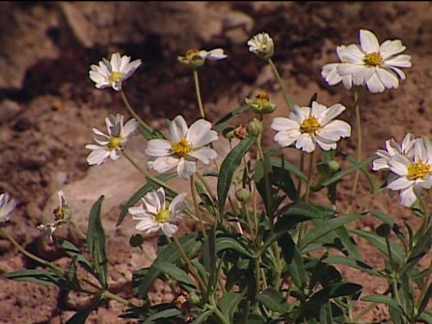 blackfoot daisy can spread prolifically blackfoot daisy can spread prolifically
