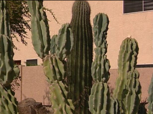 crested apple cactus is treelike columnar cactus crested apple cactus is treelike columnar cactus