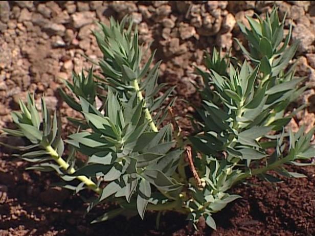 gopher spurge is mounding evergreen shrub gopher spurge is mounding evergreen shrub