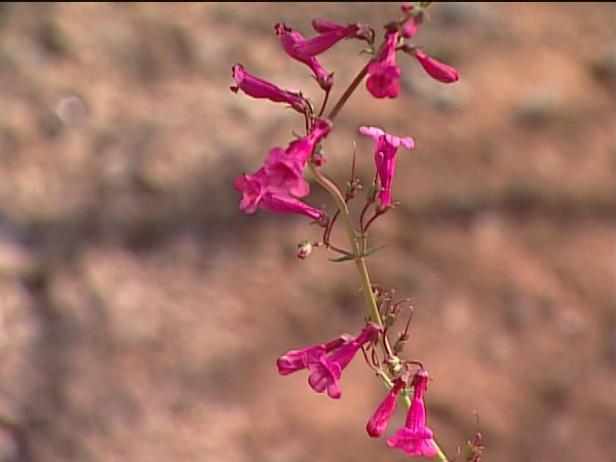 parrys penstemon is small evergreen perennial parrys penstemon is small evergreen perennial