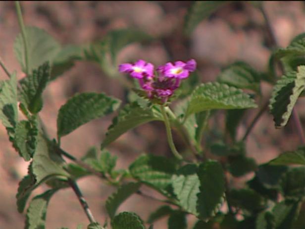 purple trailing lantana is invasive in south purple trailing lantana is invasive in south