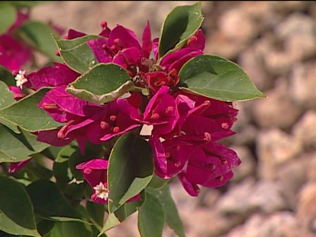 torch glow bougainvillea has bright pink brachts torch glow bougainvillea has bright pink brachts