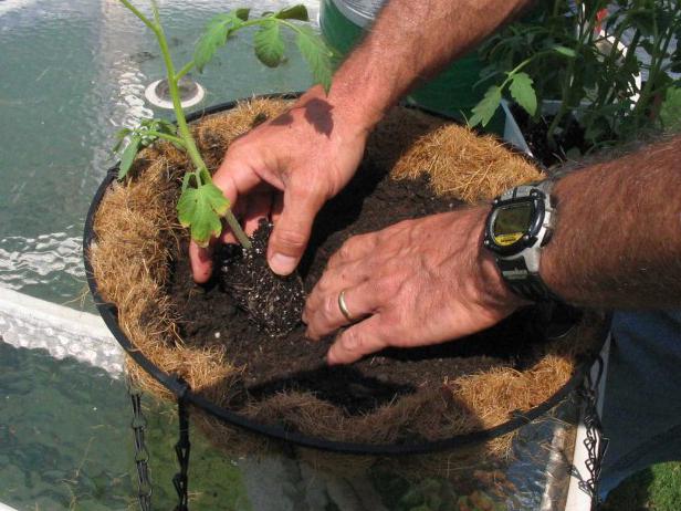plant tomato in center of basket plant tomato in center of basket