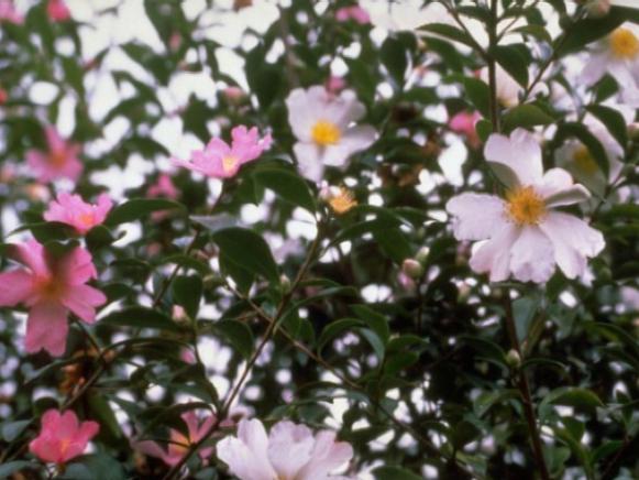 cleopatra camellia has double peonylike flowers cleopatra camellia has double peonylike flowers