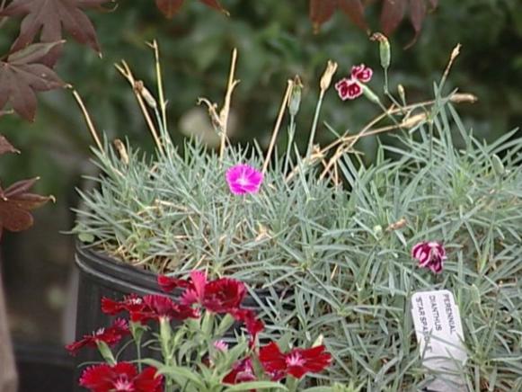 bath pink dianthus has soft pink flowers bath pink dianthus has soft pink flowers