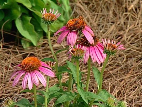 knee high purple conflower is compact perennial knee high purple conflower is compact perennial