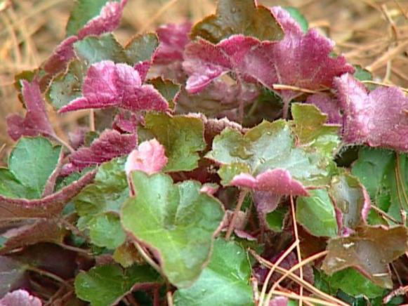 palace purple coral bells has deep purple foliage palace purple coral bells has deep purple foliage