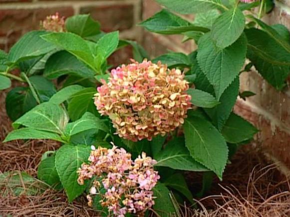 endless summer hydrangea is repeat bloomer endless summer hydrangea is repeat bloomer