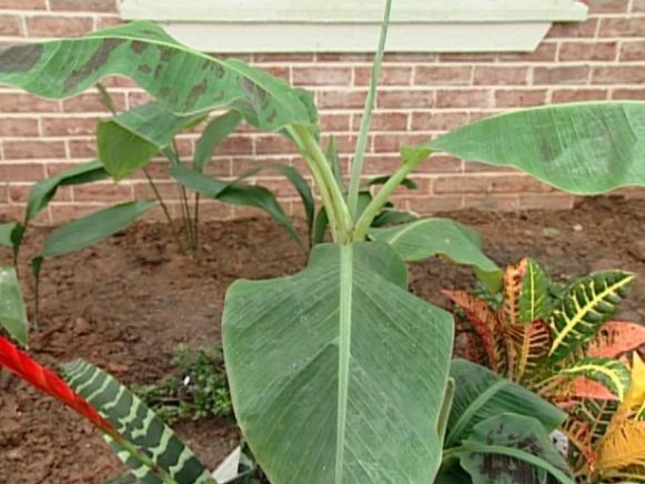 banana produces edible fruit banana produces edible fruit
