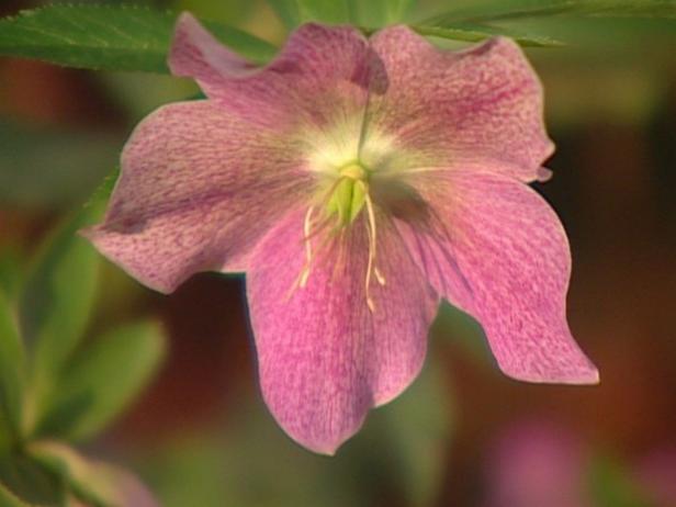 lenten rose blooms in late winter to early spring lenten rose blooms in late winter to early spring