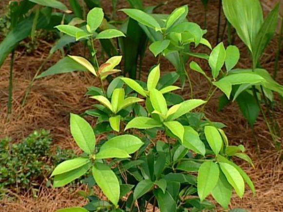fragrant tea olive has fragrant white flowers fragrant tea olive has fragrant white flowers