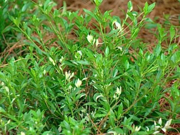 radicans gardenia has white fragrant flowers radicans gardenia has white fragrant flowers