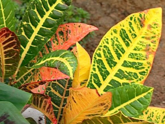 croton is shrub with reddish foliage croton is shrub with reddish foliage
