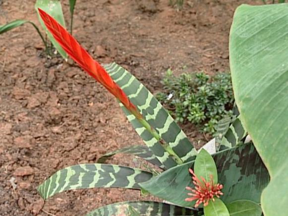 flaming sword bromeliad has striped foliage flaming sword bromeliad has striped foliage
