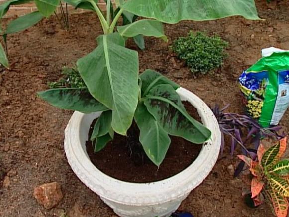 high color mini banana is dwarf variety high color mini banana is dwarf variety