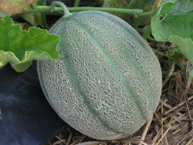 Pick What Kind of Melon Seed to Plant Pick What Kind of Melon Seed to Plant
