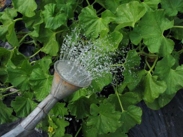 Fertilize and Water Melon Plants Fertilize and Water Melon Plants