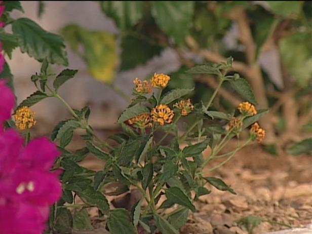 purple trailing lantana is used as groundcover purple trailing lantana is used as groundcover