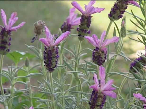 spanish lavender has purple spikes of flowers spanish lavender has purple spikes of flowers