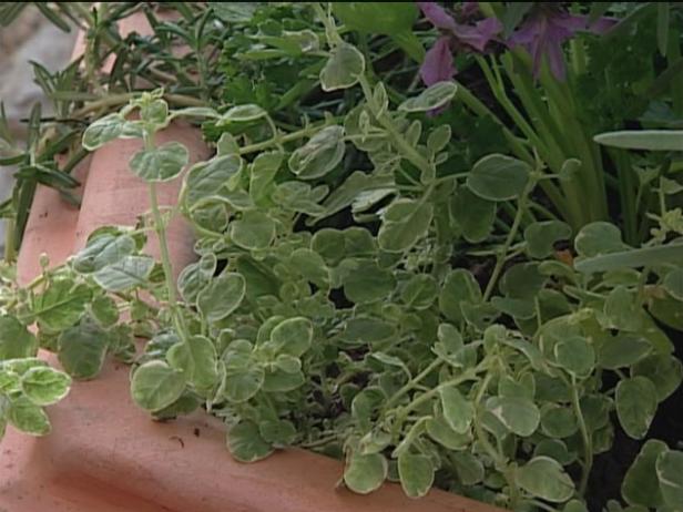 oregano has aromatic, dark green leaves oregano has aromatic, dark green leaves