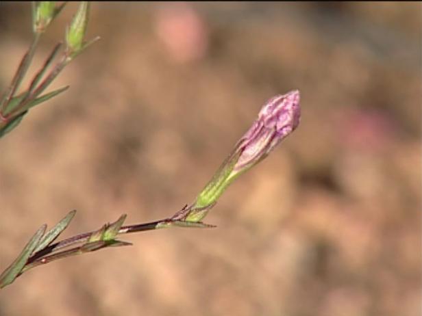 mexican petunia is noxious weed in some areas mexican petunia is noxious weed in some areas