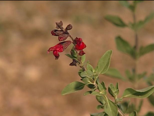 autumn sage has trumpet shaped flowers autumn sage has trumpet shaped flowers