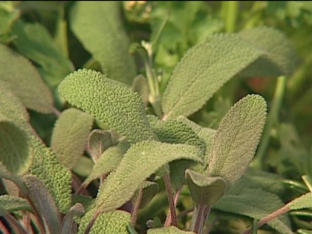 purple sage is perennial evergreen herb purple sage is perennial evergreen herb