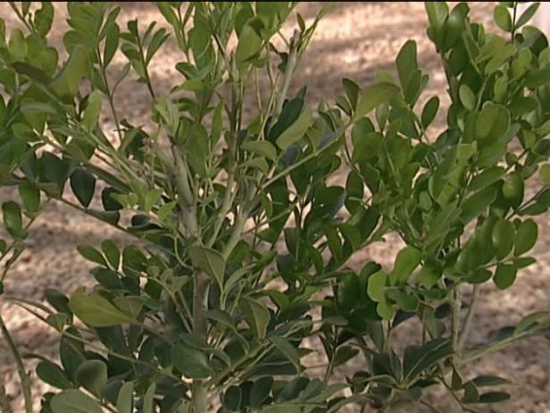 texas mountain laurel resembles wisteria texas mountain laurel resembles wisteria