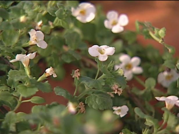 bacopa is trailing tender perennial bacopa is trailing tender perennial