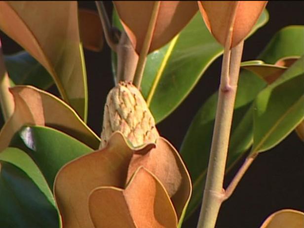 brackens brown beauty magnolia is compact tree brackens brown beauty magnolia is compact tree