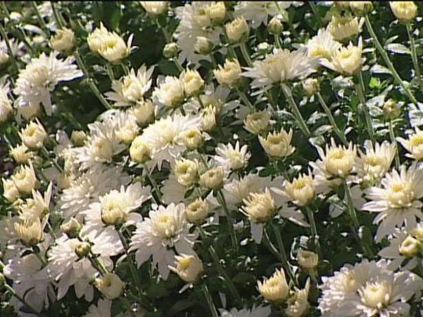 alexis garden mum is a fall blooming annual alexis garden mum is a fall blooming annual