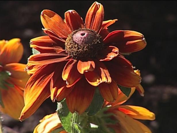 summer light gloriosa daisy has five inch flowers summer light gloriosa daisy has five inch flowers