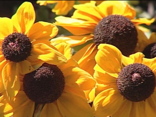 toto gloriosa daisy has large yellow blooms toto gloriosa daisy has large yellow blooms