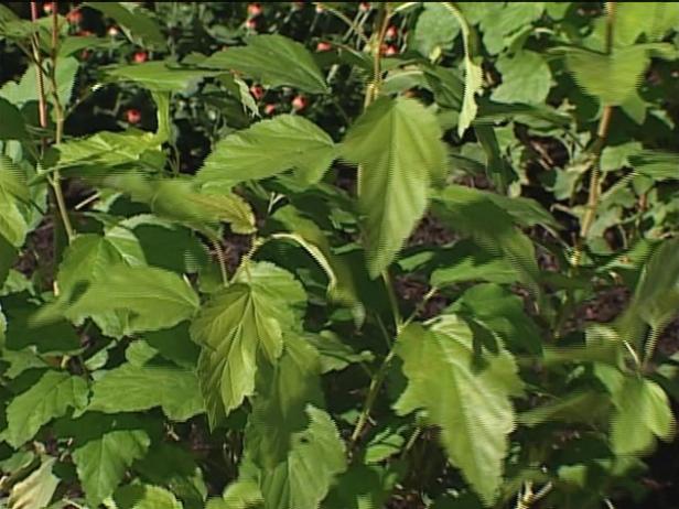 darts gold ninebark has exfoliating bark darts gold ninebark has exfoliating bark